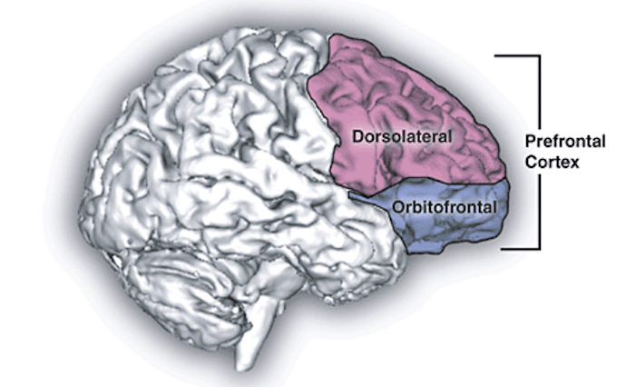 Overcome Travel Obstacles - Brain Diagram - Authentic Traveling